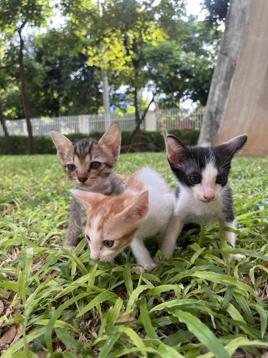 littleyinyinx's tweet photo. 🏡 หาบ้านให้สามจิ๋วลูกแมวจร
🤎 ข้าวตู ดญ ลายสลิด
🐮 สาคู ดช ลายวัว
🧡 แกงส้ม ดช ส้มขาว

- อายุ 2 เดือนกว่า
- วัคซีนรวม+พิษสุนัขบ้า✅
- ถ่ายพยาธิ✅
- เข้ากระบะทราย✅ กินอาหารเม็ด✅
📍 พิกัด : สยาม/สามย่าน กทม
🌟 สอบถามเพิ่มเติมทักDMได้เลย https://t.co/ZpElmFLX9C