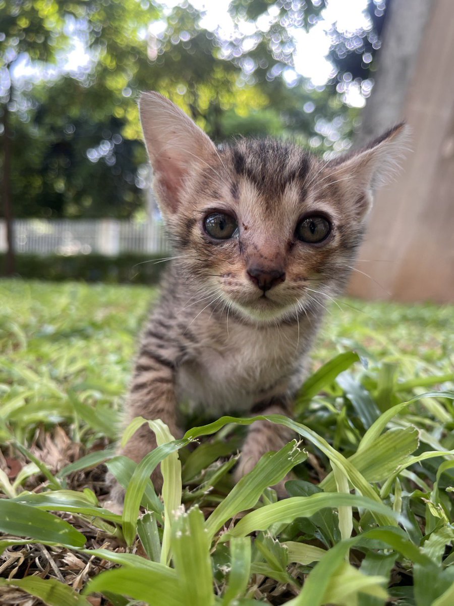 littleyinyinx's tweet photo. 🏡 หาบ้านให้สามจิ๋วลูกแมวจร
🤎 ข้าวตู ดญ ลายสลิด
🐮 สาคู ดช ลายวัว
🧡 แกงส้ม ดช ส้มขาว

- อายุ 2 เดือนกว่า
- วัคซีนรวม+พิษสุนัขบ้า✅
- ถ่ายพยาธิ✅
- เข้ากระบะทราย✅ กินอาหารเม็ด✅
📍 พิกัด : สยาม/สามย่าน กทม
🌟 สอบถามเพิ่มเติมทักDMได้เลย https://t.co/ZpElmFLX9C