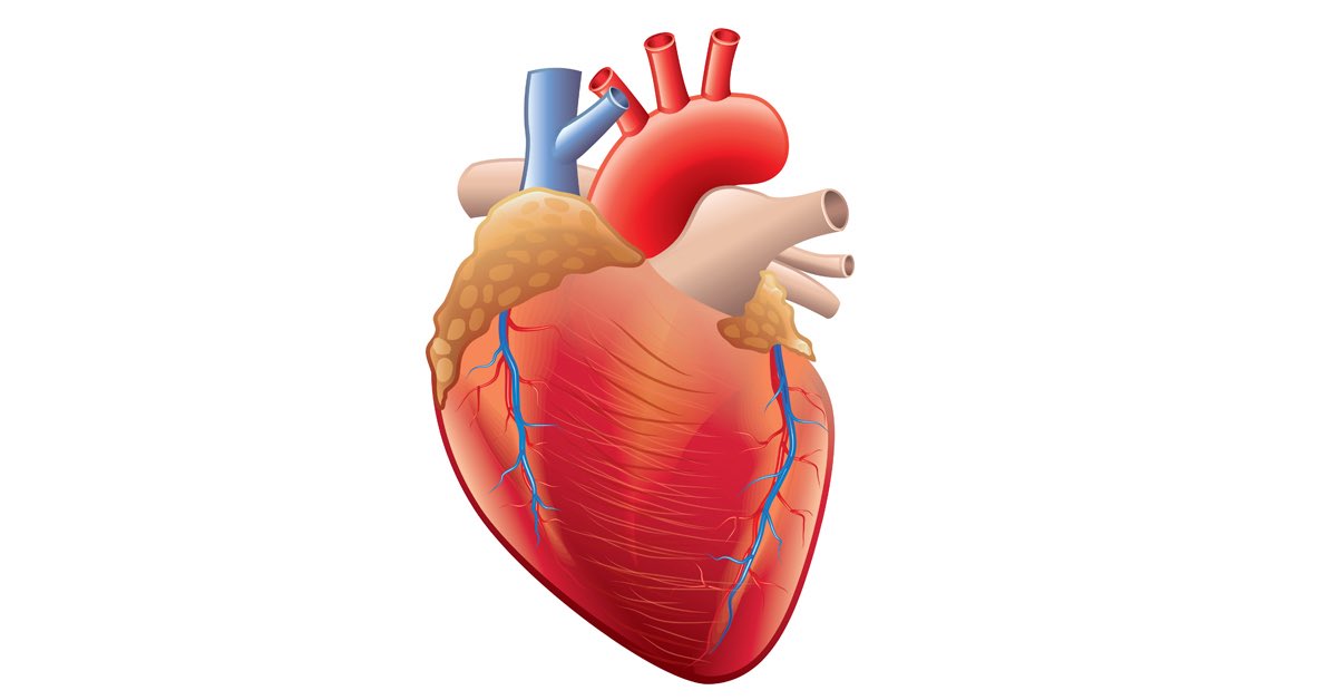 drshahri's tweet photo. 6 أرقام تقلل خطر أمراض القلب 👇🏼

المشي: 
150 دقيقة أسبوعيًا على الأقل.

النوم: 
7–9 ساعات يوميًا.

الملح: 
أقل من 5 غرامات يوميًا.

السكر المضاف: 
أقل من 25 غرامًا يوميًا (للنساء)، و36 غرامًا (للرجال).

تشبع الأكسجين: 
95–100%.

نبض القلب أثناء الراحة: 
60–100 نبضة/دقيقة. https://t.co/2JQeWdfCOh