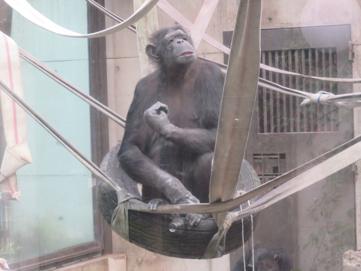 m_mario_m1's tweet photo. いつも体を揺らしてアピールしてくれたジラさん。お別れの時になると、放飼場の高いところまで移動していつまでもこちらを眺めていてその場を離れるのが本当に名残惜しかったことが印象に残っています。ジラさんともう会えないのがとても悲しいです。ジラさん安らかに…#チンパンジー #とくしま動物園 https://t.co/TvkBUPUJN4