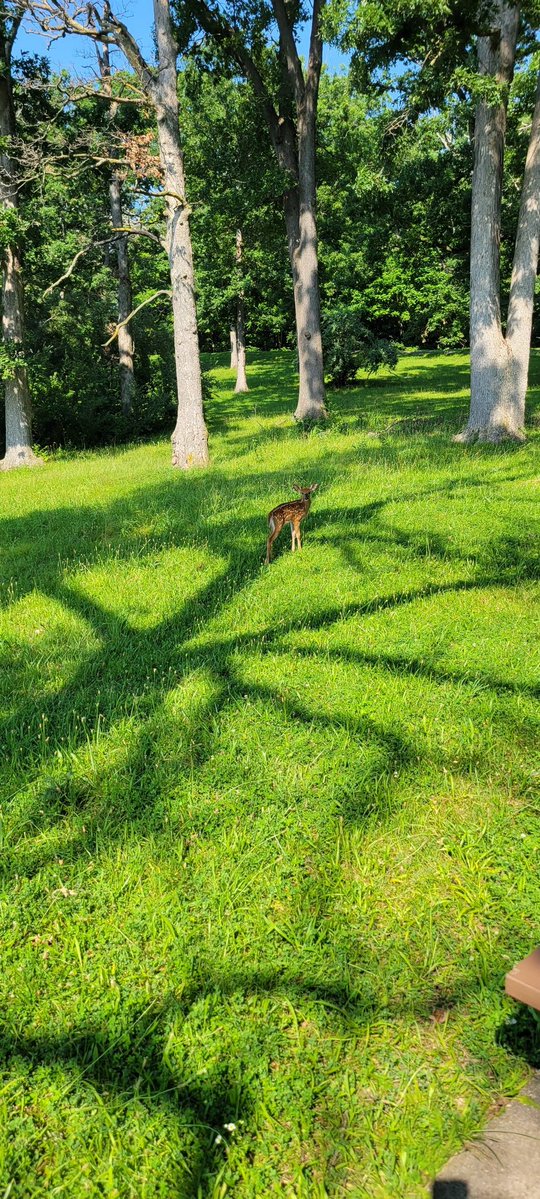 cornbreadout's tweet photo. Look at the baby deer 🦌 https://t.co/VtzWutTCNd