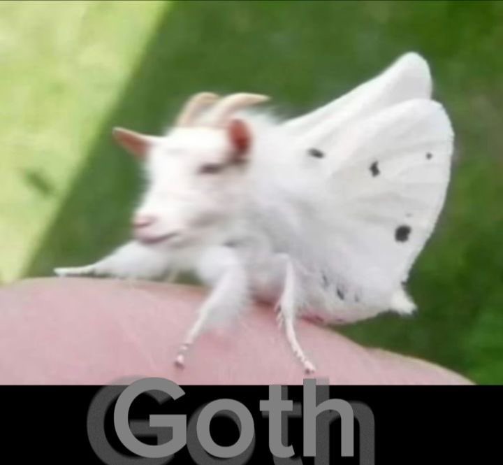 motheinsect's tweet photo. https://t.co/jIrV6bFDYF