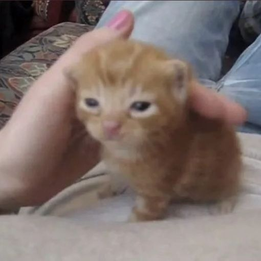 PunchingCat's tweet photo. https://t.co/WZYCXkZRUU
