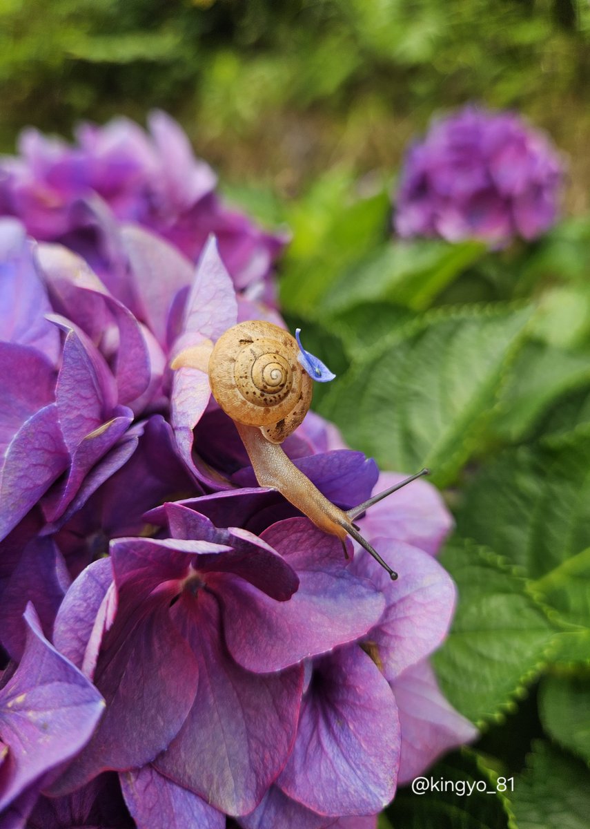 kingyo_81's tweet photo. 先日の紫陽花祭りで、久しぶりに見たカタツムリ🐌
紫陽花の上にいたのと、さらに青い一部が乗っていてちょっと嬉しくなりました(*^^*)

カタツムリを見たのは何年ぶりだろう。
近所では生存してなくて見れなくなったのか、ただ気がついていないだけで、自分が見なくしていただけだったんだろうか…。 https://t.co/ErNWTd6Tws