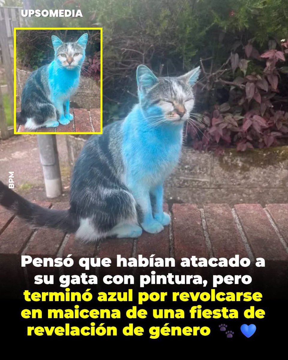 nacional_memes's tweet photo. Jajajajajajajaja 🐱 https://t.co/ocDiA5Qm5y