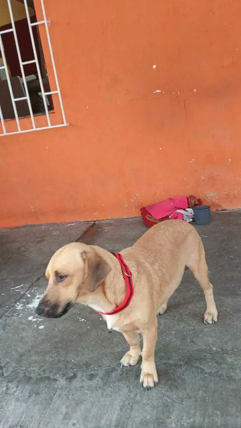 AlertaMePerdi's tweet photo. #PERDIDO #GUAYAQUIL
Nombre: #Tobby
Fecha: 2026-06-30
Sector: Norte, Colinas de la Alborada.
Sexo: Macho
Raza: Mestizo
Observación: Color caramelo oscuro, trompa negra.
Contacto: 0993918060
¡Ayúdalo a volver con su familia!
 #AlertaMePerdí https://t.co/WBQoE9YEJ9