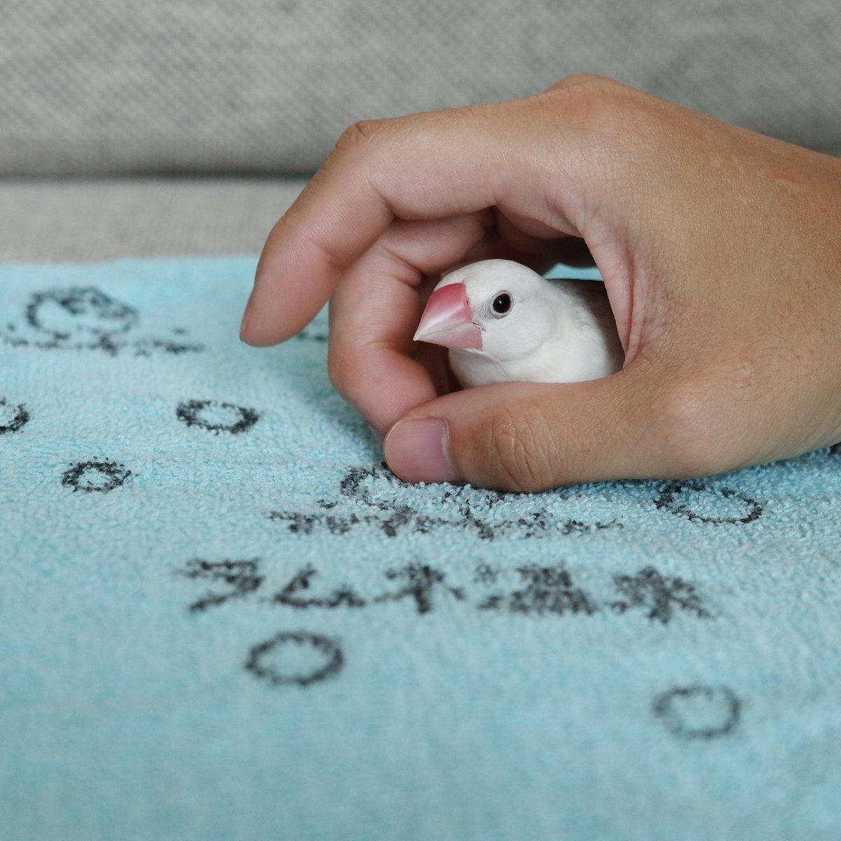 ramune_bun's tweet photo. ラムネちゃんかわいい
かわいいねぇ https://t.co/eqf6AyN6Fi