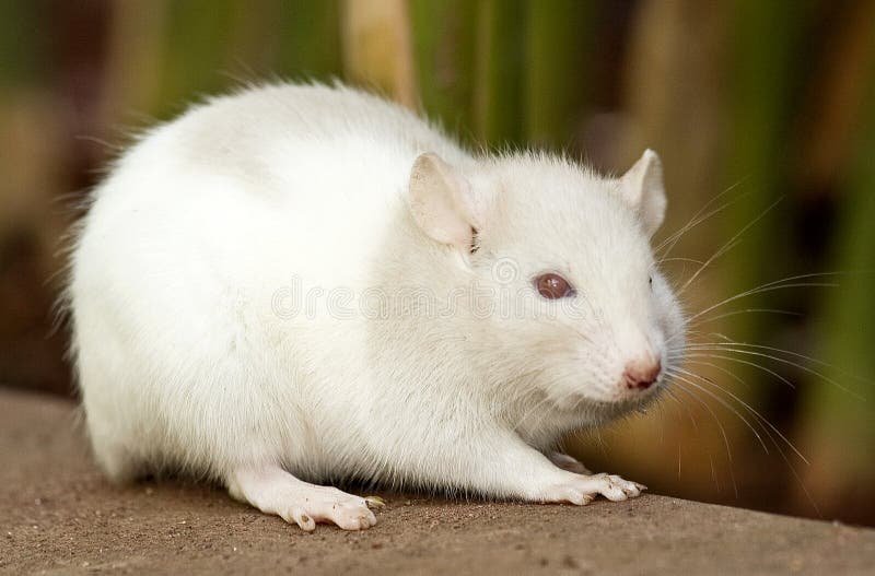 Real10Ksavage's tweet photo. @arojinle1 Never keep a male and female together,. If you no get mind o, their breeding na one kind disaster. https://t.co/vO6GRN6Lz5