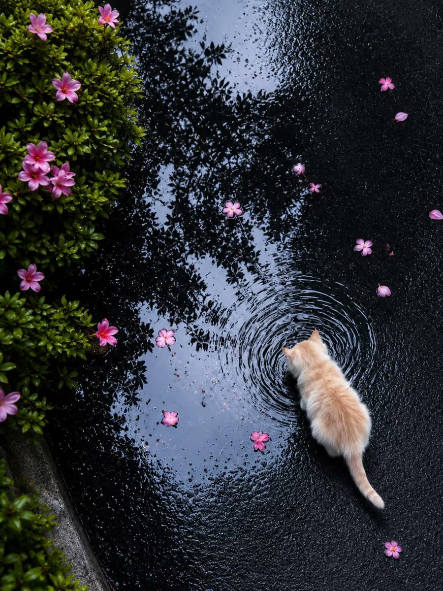 blossom. tweet media