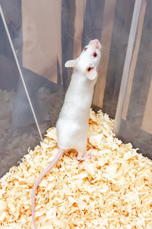 Real10Ksavage's tweet photo. These white mouse, never keep a male and female together in a cage. Them be pornanimals. Kept a male and female inside one cage, within 3 months they turn 46, among them like 8 to 10 females were pregnant. one female can birth like 10 to 16 babies..
Na 1k I sell those babies out. https://t.co/JWVHYoqObo