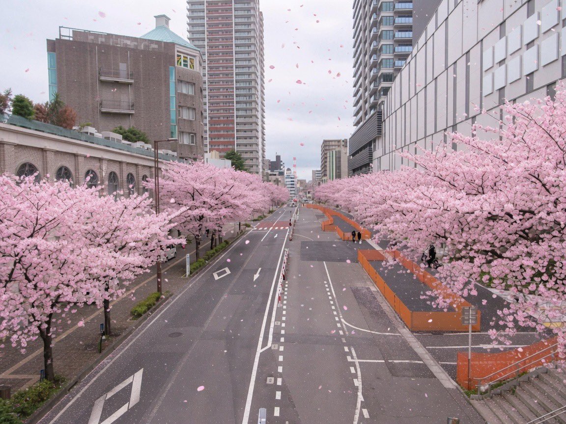 machiarukitai's tweet photo. 浦和駅西口再開発ビルの南側を走る都市計画道路・田島大牧線🛣️ 

再開発のおかげで、道幅も歩道も広く真っ直ぐ綺麗な道なので、植樹して桜並木か銀杏並木のような道になったらいいなぁ(願望)

電車からも見れるし、実現したら浦和の街の季節の風物詩になるのでは？😚 https://t.co/5fYRtdIOCN