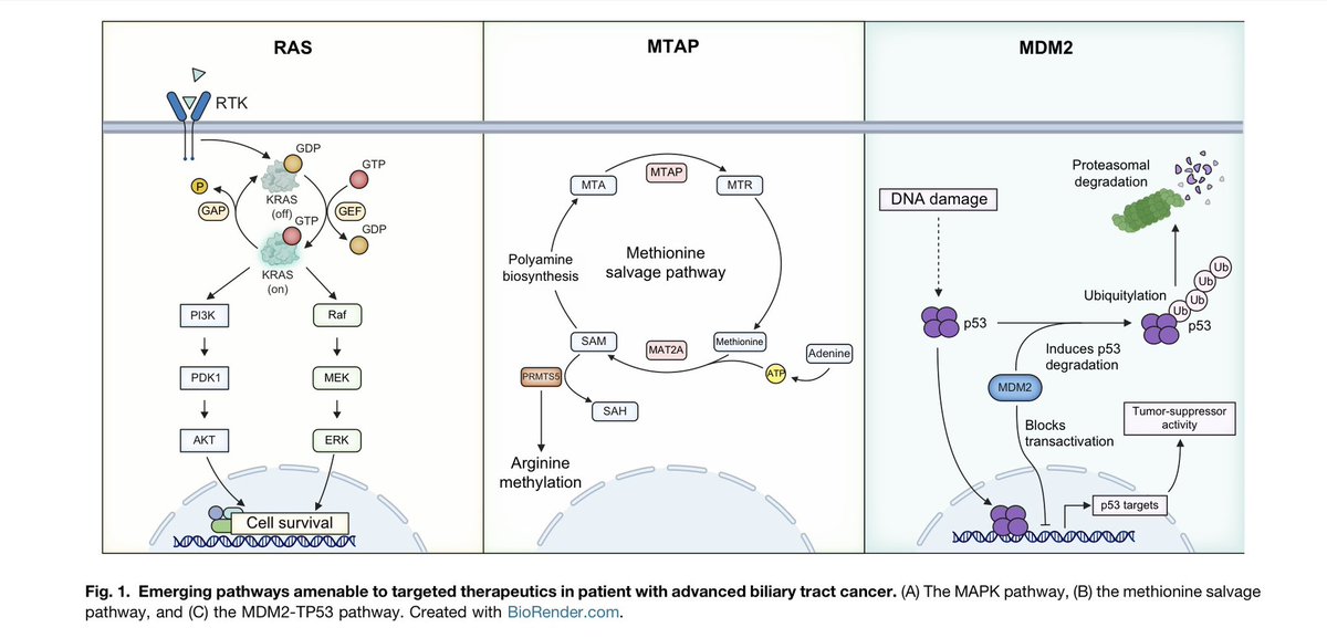 DrAngelaLamarca's tweet photo. An absolute honour @HardingJJMD 😊 

🗞️Just published! 
Our latest review on #targeted therapies in #BiliaryMalignancies in @JHepatology 

https://t.co/79b17kczg0 https://t.co/uSe3K3TNdb