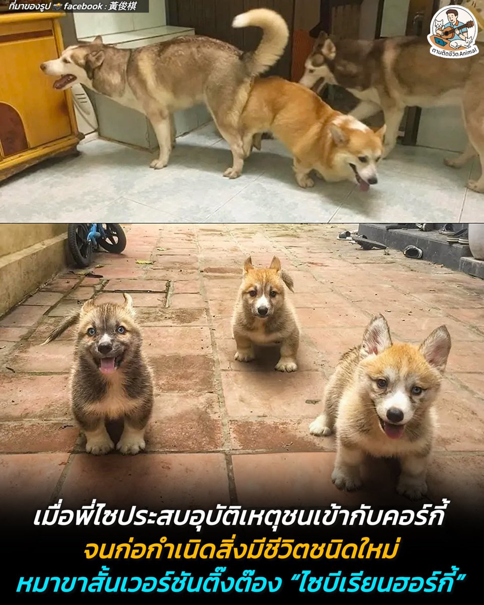 AnimalFW_TH's tweet photo. เมื่อไซบีเรียนฮัสกีประสบอุบัติเหตุต้าวควบน้องคอร์กกี้ งานนี้จึงถือกำเนิดสิ่งมีชีวิตชนิดใหม่ “ไซบีเรียนฮอร์กี้” ￼ กลาย￼เป็นส่วนผสมระหว่างความติ๊งต๊องเวอร์ชั่นโหลดเตี้ย 😳🥹🤣
(มีรูปเพิ่มเติมของน้อง)
บอกเลยว่าวงการสุนัขต้องสั่นสะเทือนฮะ เมื่อมีภาพสุดฮาของการฟีเจอริงกันระหว่าง "ไซบีเรียนฮัสกี้" ผู้มากับความหล่อเท่และเอเนอร์จี้ความต๊อง ปะทะกับน้อง "คอร์กี้" สาวน้อยขาสั้นสุดคิวท์ 🫣
￼ 
แล้วผลผลิตที่ออกมาคือแก๊งลูกหมาสายพันธุ์ใหม่ "ฮอร์กี้" ที่หน้าตาถอดแบบความเท่ของไซบีเรียนมาแบบเต็มๆ แต่รูปร่างและช่วงขาโคตรจะสั้นป้อมกลมดิ๊กตามสไตล์คอร์กี้สักหน่อย 😋

ความพีคคือไม่ได้ได้มาแค่หน้าตานะฮะ แต่นิสัยความดีด ความมึน และพลังงานล้นๆ ของไซบีเรียนก็ถูกส่งต่อมาแบบ300% กลายเป็นก้อนพลังงานขาสั้นที่วิ่งป่วนไปทั่วบ้าน ใครเห็นเป็นต้องกุมขมับ นี่มันหมาติ๊งต๊องเวอร์ชั่นโหลดเตี้ยย !!!

เพื่อนๆ บ้านไหนมีน้องหมาพันธุ์ผสมที่หน้าตาน่ารัก แปลกตาแบบนี้บ้างฮะ เอามาแชร์ให้แอดเพาและเพื่อนๆ ดูหน่อย 😬

เรียบเรียง 🖋️ แอดเพา
ที่มาของรูป 📸 Facebook : 黃俊棋
#แมว #หมา #ทาสแมว #อาณาจักรสัตว์โลก #ตามติดชีวิตAnimal