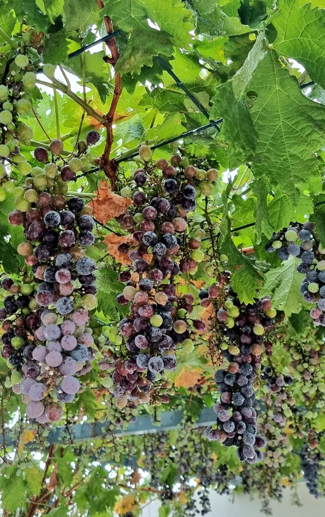 Sma___a's tweet photo. 🍇 🌧

ما يكتنف الروح ساعة مطر/
ايقاع معتق على "ثريات الذهب" .

كيف لقطرة
أن تُحرر حياة من موت ؟! ☘️ https://t.co/WF2ZvroDoe