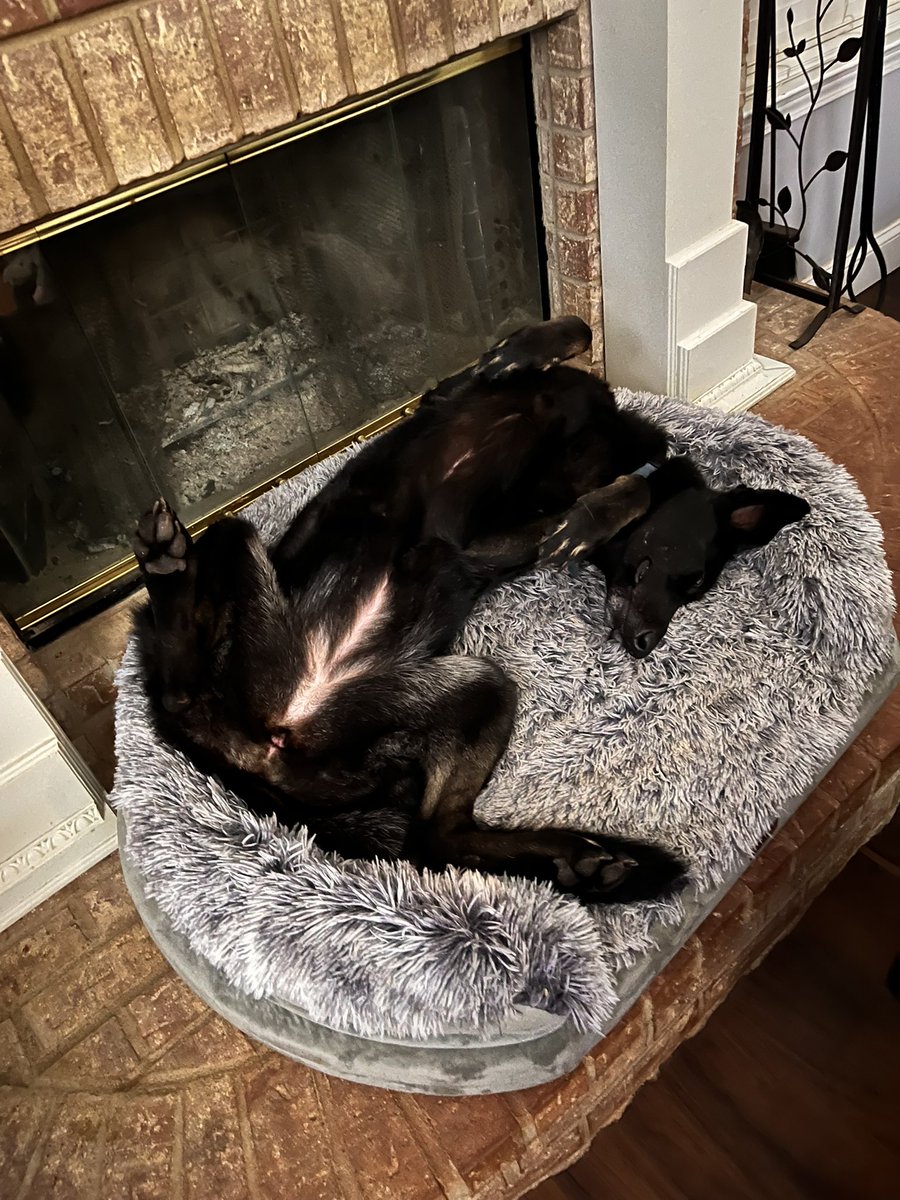 BeksnJeebies's tweet photo. @K9Garm I love when they do this https://t.co/btZ3Hd4rfN