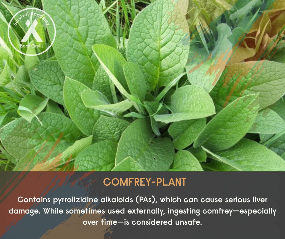 BGSurvival's tweet photo. Not every plant is a survival resource. 

Angel's Trumpets, Bloodroot, Comfrey, and Elephant Ear all contain harmful toxins despite their harmless appearance. In survival, knowledge is your best protection.

#NeverGiveUp #BGSA #StrongerTogether #SurvivalSkills #OutdoorLearning https://t.co/rZKdpwx4ap