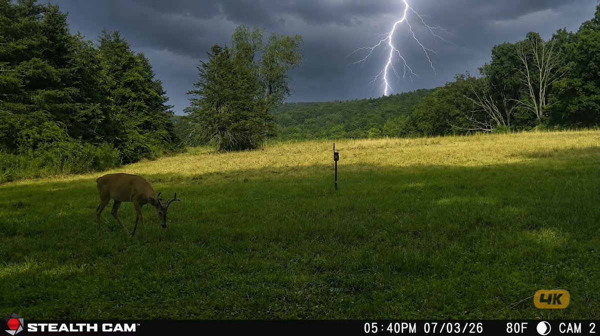 Trail_Cams's tweet photo. https://t.co/jf34R5naid