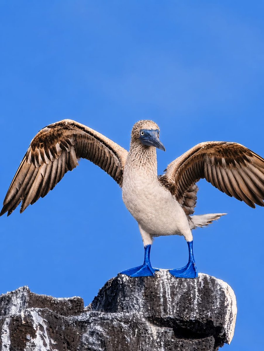 TereRodriguezTV's tweet photo. So blessed to witness nature at its best with @AllanLeviMD (my better half) - our visit to the #Galapagos aboard the @Silversea #SilverOrigin - A MUST SEE experience…from the blue-footed booby birds to the frolicking sea lions - just breathtaking. https://t.co/hs5j79r1yk