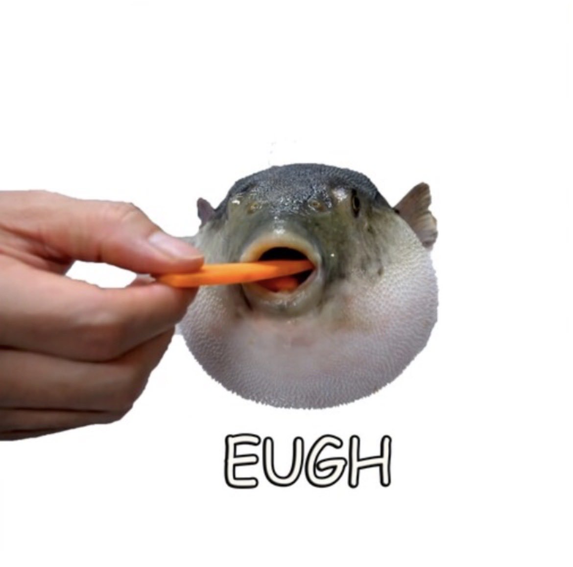 Fakecior1's tweet photo. @Cior2014 @Masta_pov @ErebetaD @reika696 @Clori_NSFW @N3oheart_24 Eugh (Pufferfish Eating Carrot) Meme. https://t.co/HCz5rIqzTs