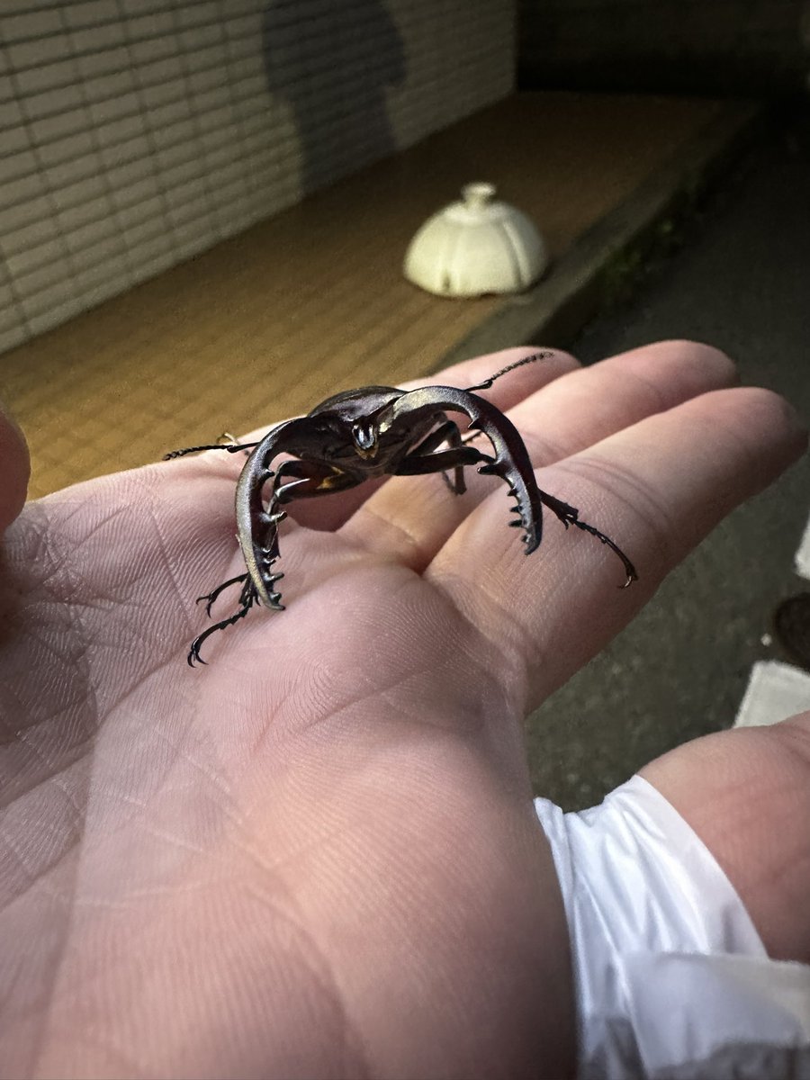 voxy_yu's tweet photo. マンディブラリスフタマタクワガタみたいなノコギリクワガタいた🙂

住んでるところ周辺にクワガタ多い https://t.co/6qwBjefYmo