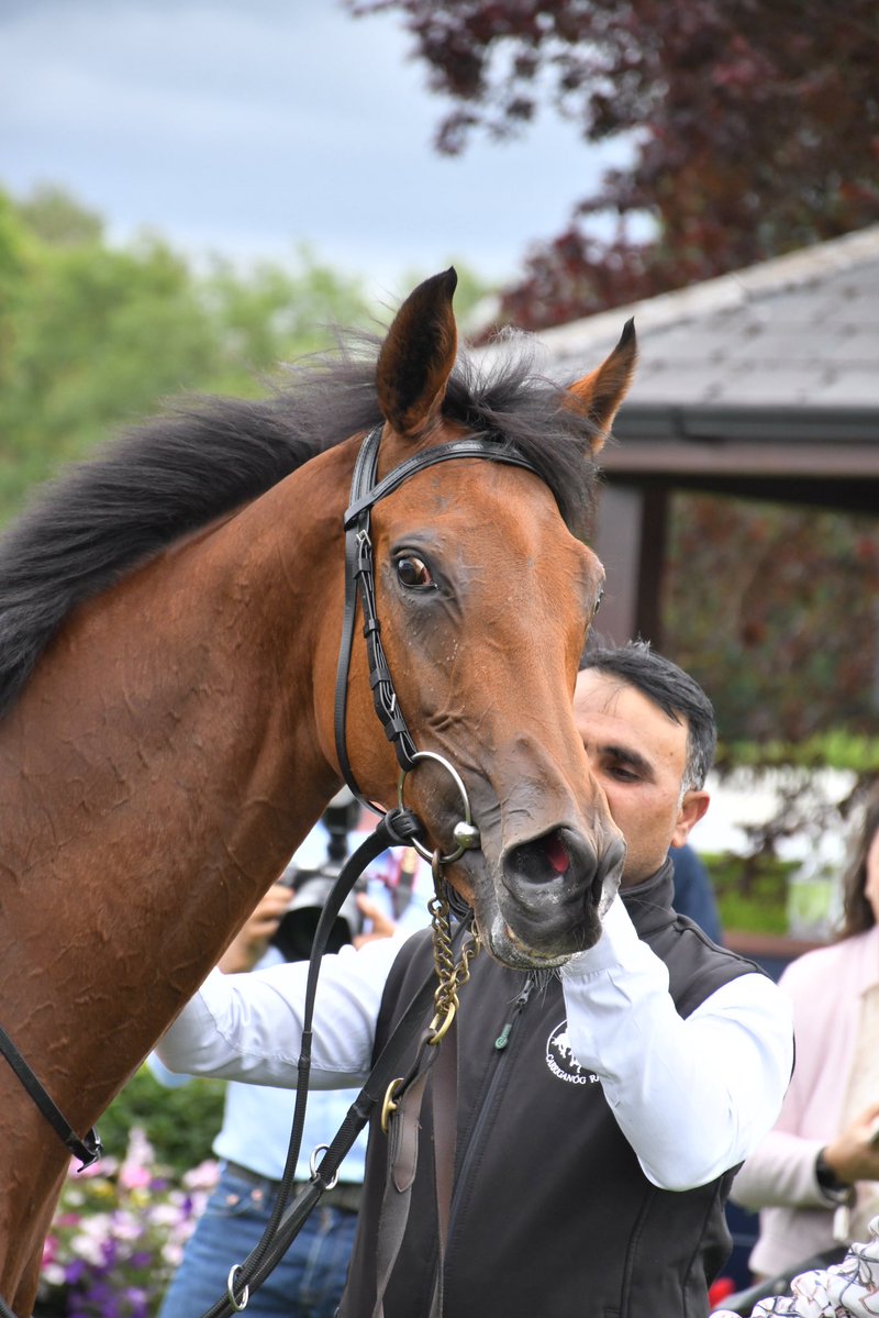 PCequinephoto's tweet photo. Dancing Destiny trained by @JosephOBrien2 is a winner @NaasRacecourse 4/7/26 @IrishRacing7 https://t.co/CmCbZgr7Vr