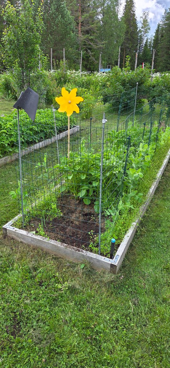 TommiHakala3's tweet photo. #peruna #kotitarveviljely 🤠 Ekat omat uudet perunat, Siikliä ruohokateviljeltynä hernepenkin keskeltä - juur passelin pientä ja maukasta. Emännyydellekin viesti mukuloiden joukossa mukana ❤️ https://t.co/K5uXwXQhOo