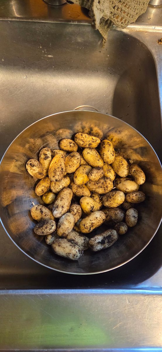 TommiHakala3's tweet photo. #peruna #kotitarveviljely 🤠 Ekat omat uudet perunat, Siikliä ruohokateviljeltynä hernepenkin keskeltä - juur passelin pientä ja maukasta. Emännyydellekin viesti mukuloiden joukossa mukana ❤️ https://t.co/K5uXwXQhOo