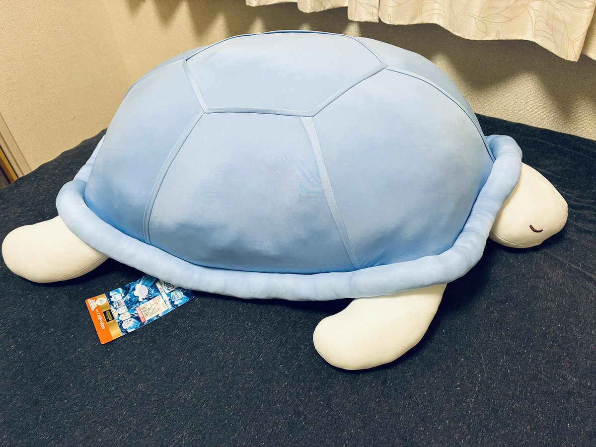 c_amboinensis's tweet photo. 我が家に新しい子をお迎えしました！
棚の一番上で気持ち良さそうにバスキングしてるところを、連れて帰ってきました。
ケヅメよりもデカいです。
#しまパト 
#しまむら https://t.co/hnAG3LFDg6