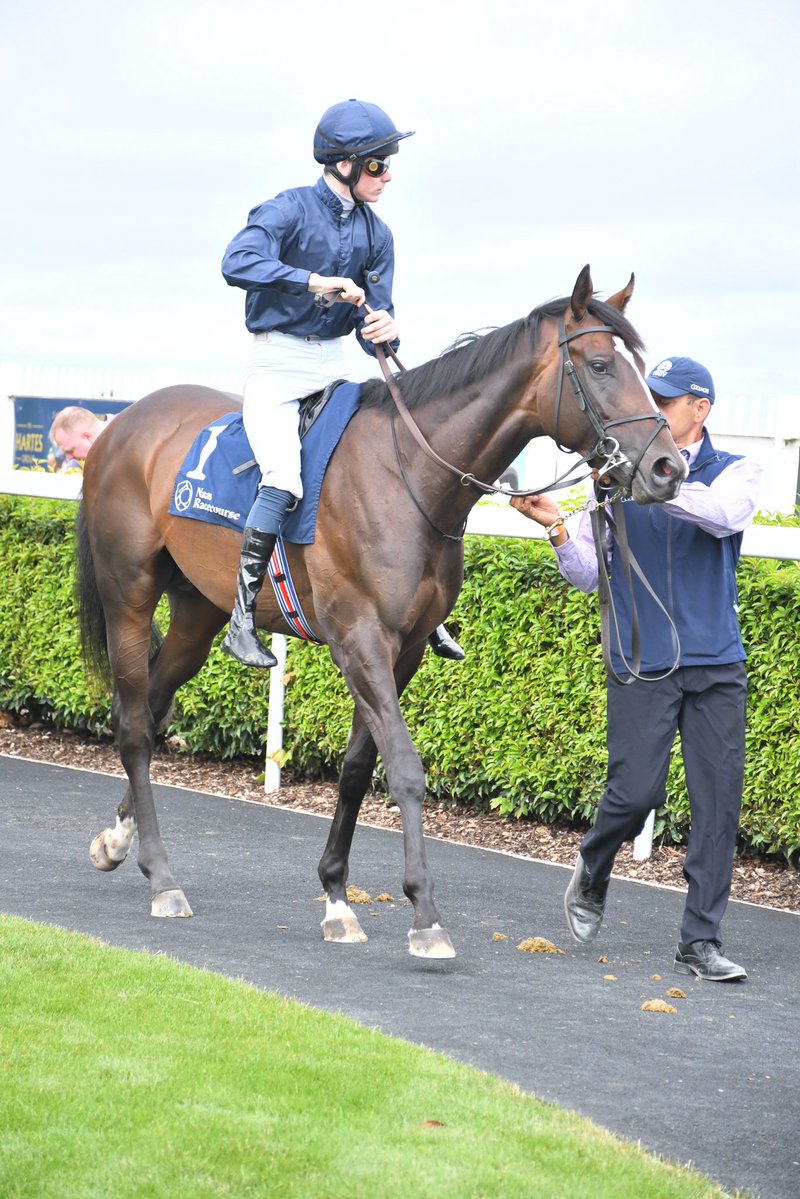 PCequinephoto's tweet photo. Florida Bay trained by Aidan O’Brien Naas 4/7/26 https://t.co/YN4cvo5B5G
