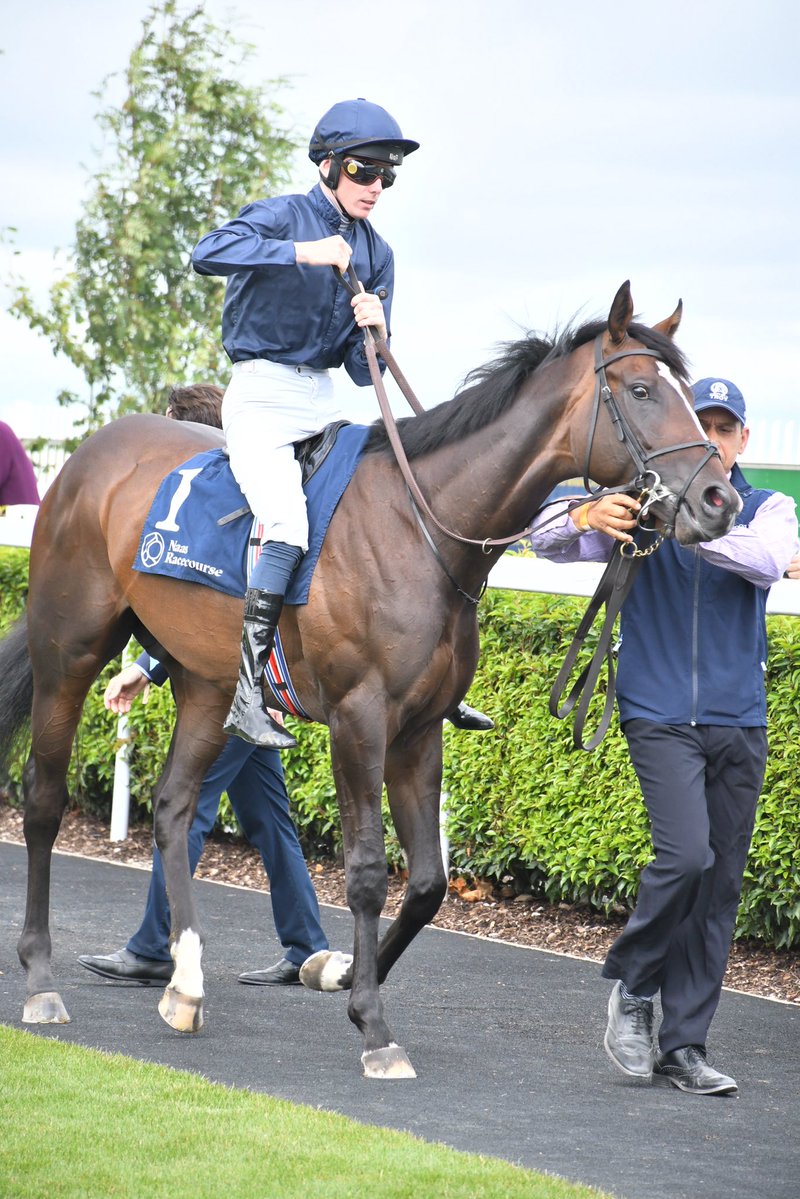 PCequinephoto's tweet photo. Florida Bay trained by Aidan O’Brien Naas 4/7/26 https://t.co/YN4cvo5B5G