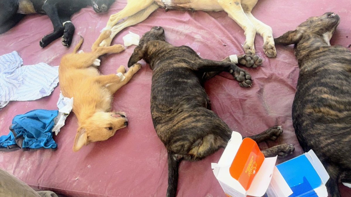 Ari_Arciniega6's tweet photo. Todos ellos bellos rescataditos 🐾 Gracias a Todos ustedes por su Confianza y por hacer posible que ahora ya esterilizados se encuentren listos para encontrar un 🏠seguro donde sean muy mimados , Si deseas brindarle a alguno de ellos tu compañía por Siempre Escríbeme 👇 
Edomex🐕 https://t.co/1gfnQrJzOr