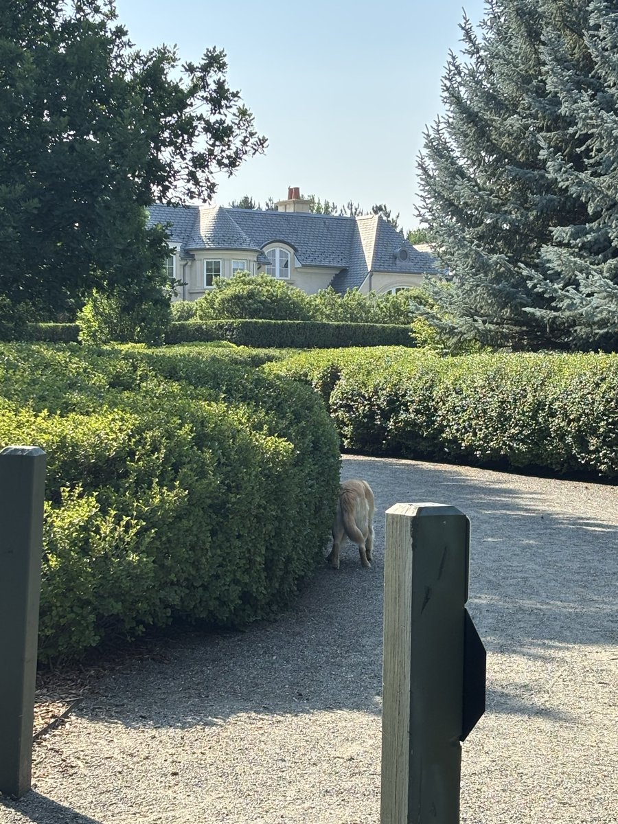 SaulMeowitz's tweet photo. France?  No just some Rich White People’s neighborhood in Saul’s declining Blue Sanc City. But thanks for this easement, RWP! https://t.co/dAGOkOq3WY