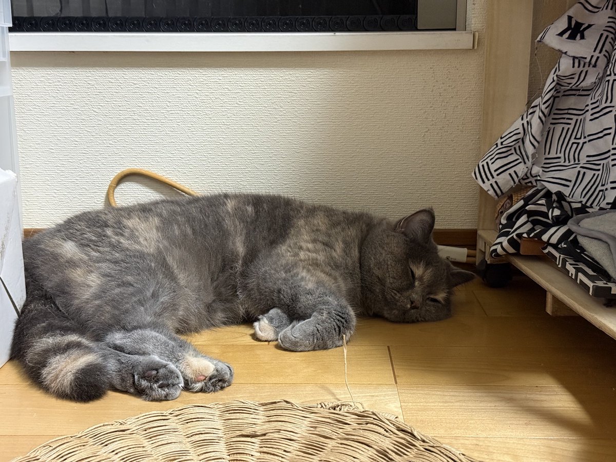 FSLW94's tweet photo. 家にいても家族と口を利くことはなく、猫だけはたまに部屋に遊びに来るから愛でてる
やっぱりかわいいから世話しちゃう🐱
足の裏ボーボーだから剃らないとね…肉球バリカンの周期だ https://t.co/pGXM8d1tqP