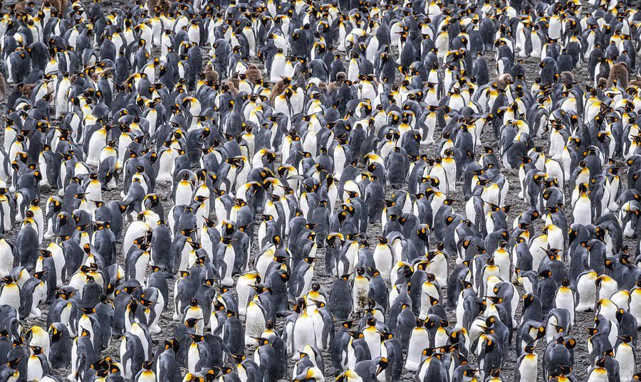 joancarroll's tweet photo. Vast Colony of King Penguins South Georgia Island 2! https://t.co/XbNib6vtBS #penguins #kingpenguins #colony #southgeorgia #birds #wildlife #birdphotography #wildlifephotography #crowded #buyart #wallart #artforsale #artstore #travel #travelphotography #wallartforsale #giftideas @joancarroll