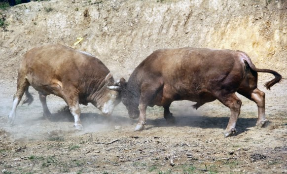 serbiaireland's tweet photo. Bull is a symbol of summer (Apr/May -  Jul/Aug) because Apr/May was when wild Eurasian cattle used to start calving (Marked by Bull, but should really be Calf, which later became Taurus constellation), and Jul/Aug was when wild Eurasian cattle used to start mating, and fighting (Marked by Charging/Raging Bull, which has no related constellation, or maybe...Will write a separate thread about that)...