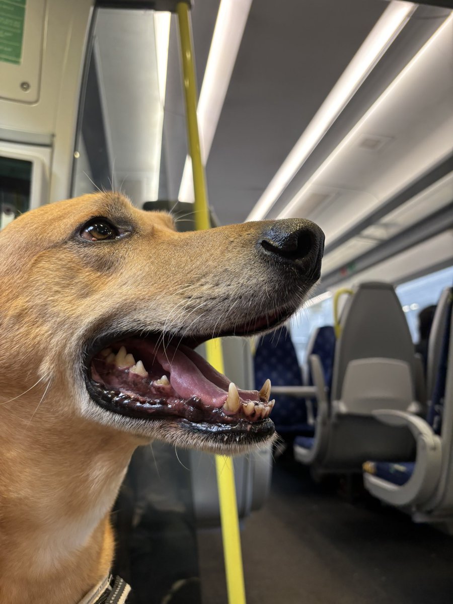 adventuredogco2's tweet photo. Because @ScotRail doesn’t provide fold down seats by the doors I’ll have to sit on the floor. Also. The price. #ScotFail https://t.co/NkFreNHTUa