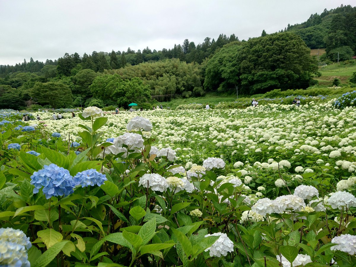 aa_kame's tweet photo. アル友さんたちと一関のあじさいまつり行ってきました
冷やしたぬき美味しかった！
厳美渓の郭公だんご🍡も美味しかった
いっぱい歩いた〜👣 https://t.co/nYZCn7GkPK