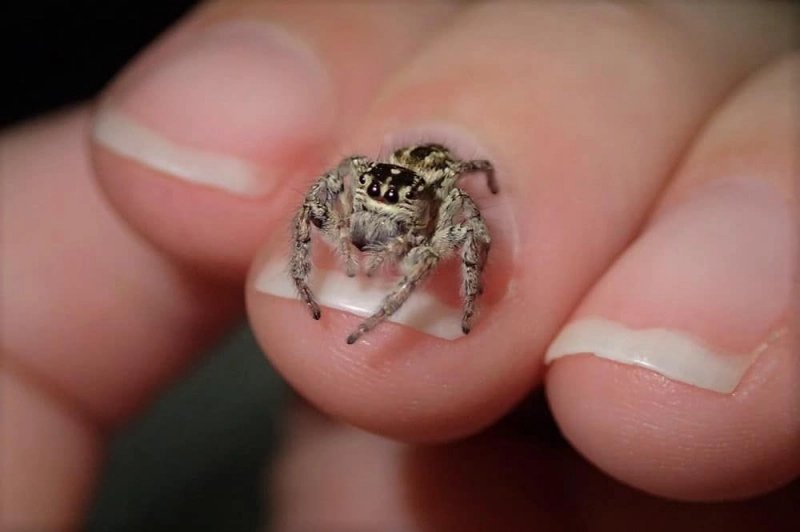 pvtMHunter's tweet photo. @plan039 Банни Арахна это же практически паук-скакун (Salticidae) - милейшие пауки.
...
Спасибо что они не вырастают размером с собаку. https://t.co/tsFU62B2QQ