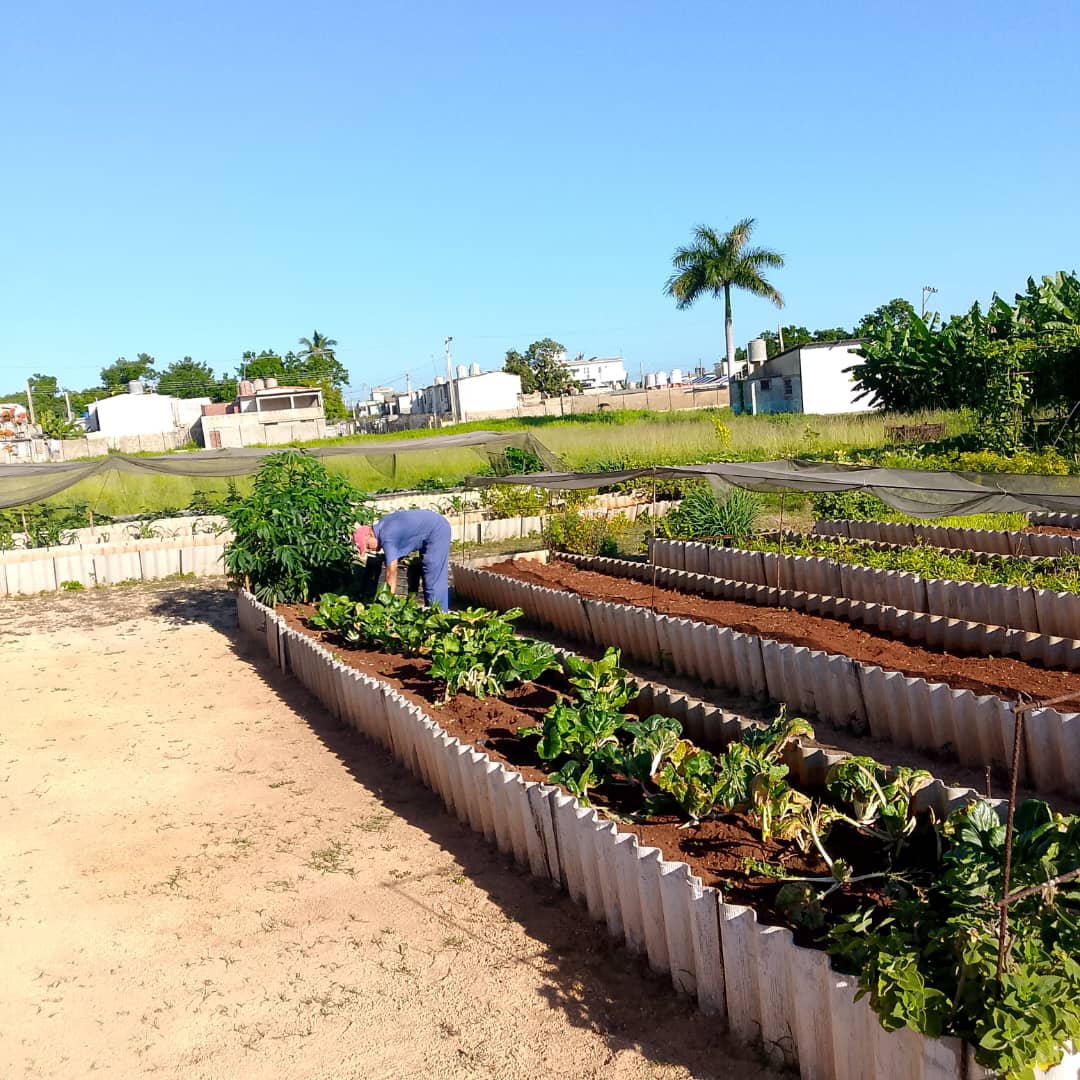 MatanzasUni's tweet photo. Nuestro organoponico bello, muestra y orgullo de que si se puede. 
#MatancerosEnVictoria
#CubaEstaFirme https://t.co/eYr0raNKvJ