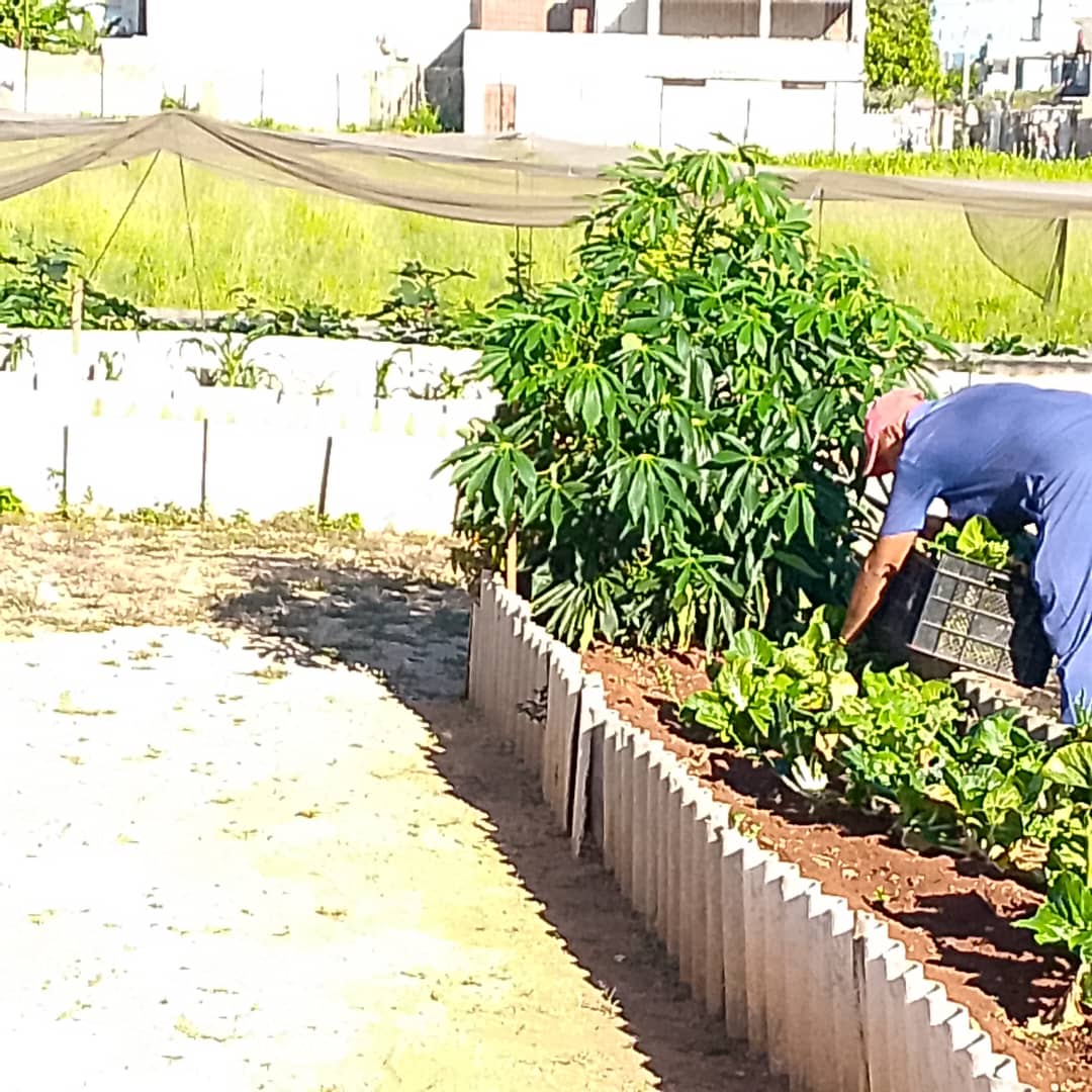 MatanzasUni's tweet photo. Nuestro organoponico bello, muestra y orgullo de que si se puede. 
#MatancerosEnVictoria
#CubaEstaFirme https://t.co/eYr0raNKvJ