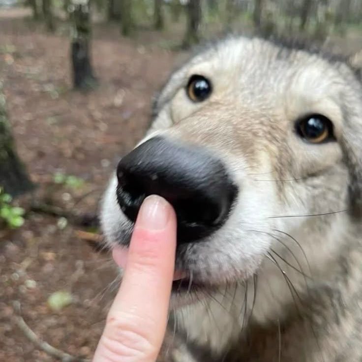 ayadough's tweet photo. he may be a wolf but all i see is a puppy https://t.co/gviZmPSK1X
