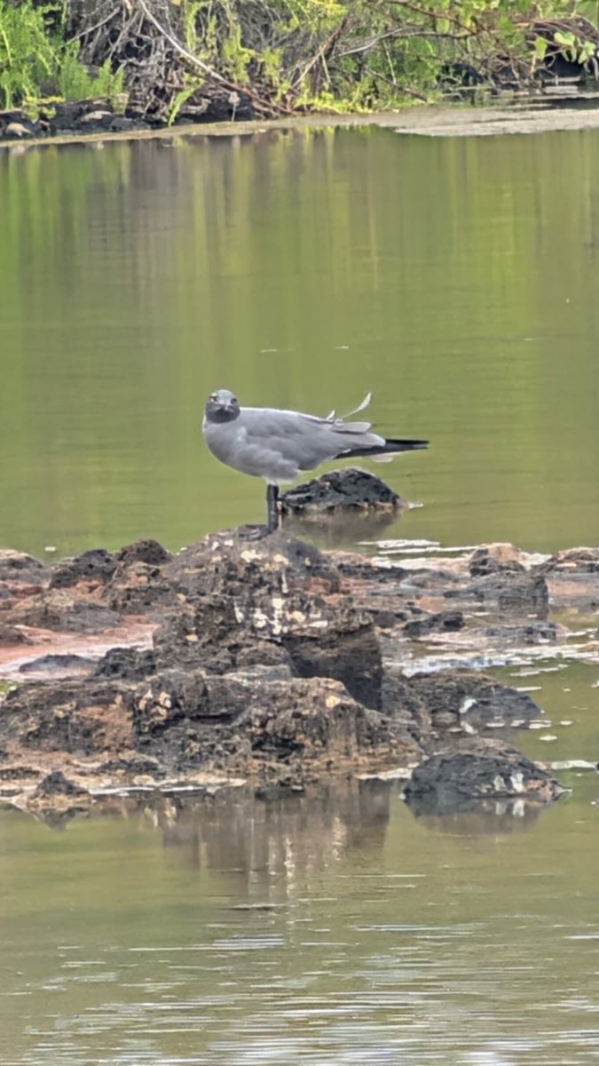 TereRodriguezTV's tweet photo. Some of the birds & penguins we saw along the tours of the @Silversea #SilverOrigin cruise to the #Galapagos. The naturalists and guides made our excursions a true learning experience on evolution. More photos to come! https://t.co/davjdShWH8