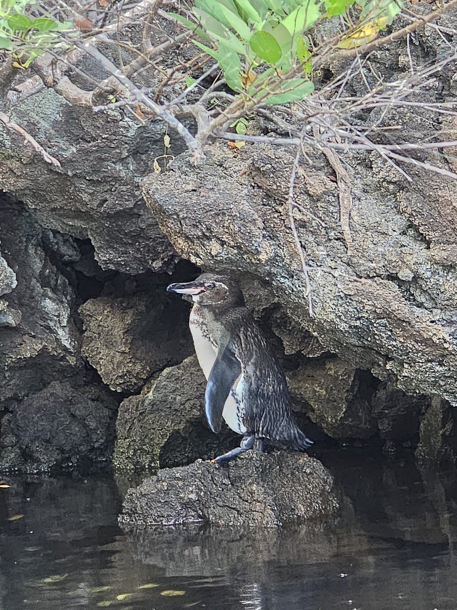TereRodriguezTV's tweet photo. Some of the birds & penguins we saw along the tours of the @Silversea #SilverOrigin cruise to the #Galapagos. The naturalists and guides made our excursions a true learning experience on evolution. More photos to come! https://t.co/davjdShWH8