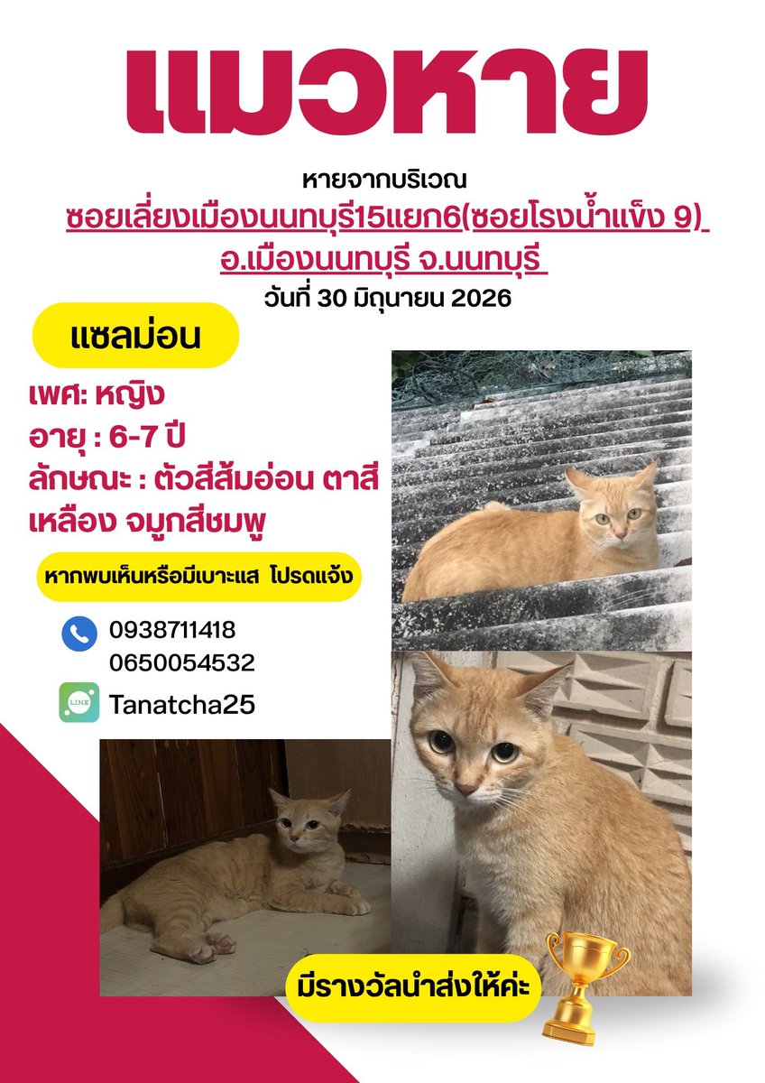 Nutcha16738280's tweet photo. @nuttyinlove46 ขออนุญาตนะคะ แมวเราหายเหมือนกันึ
ค่ะ นนทบุรีค่ะ https://t.co/ZvGw4InT8Z