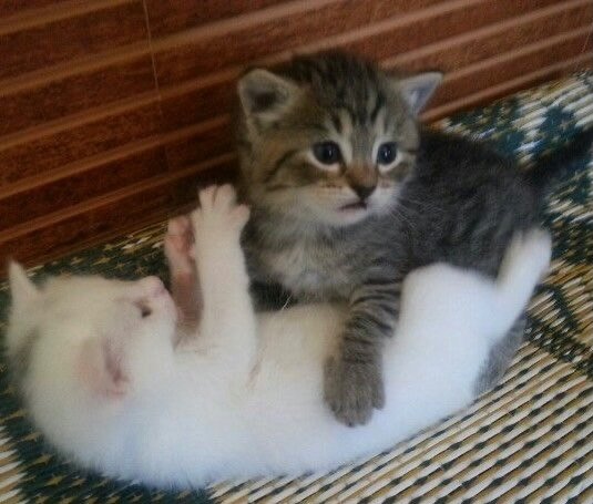 catslovings1's tweet photo. https://t.co/nhmjinNgmw