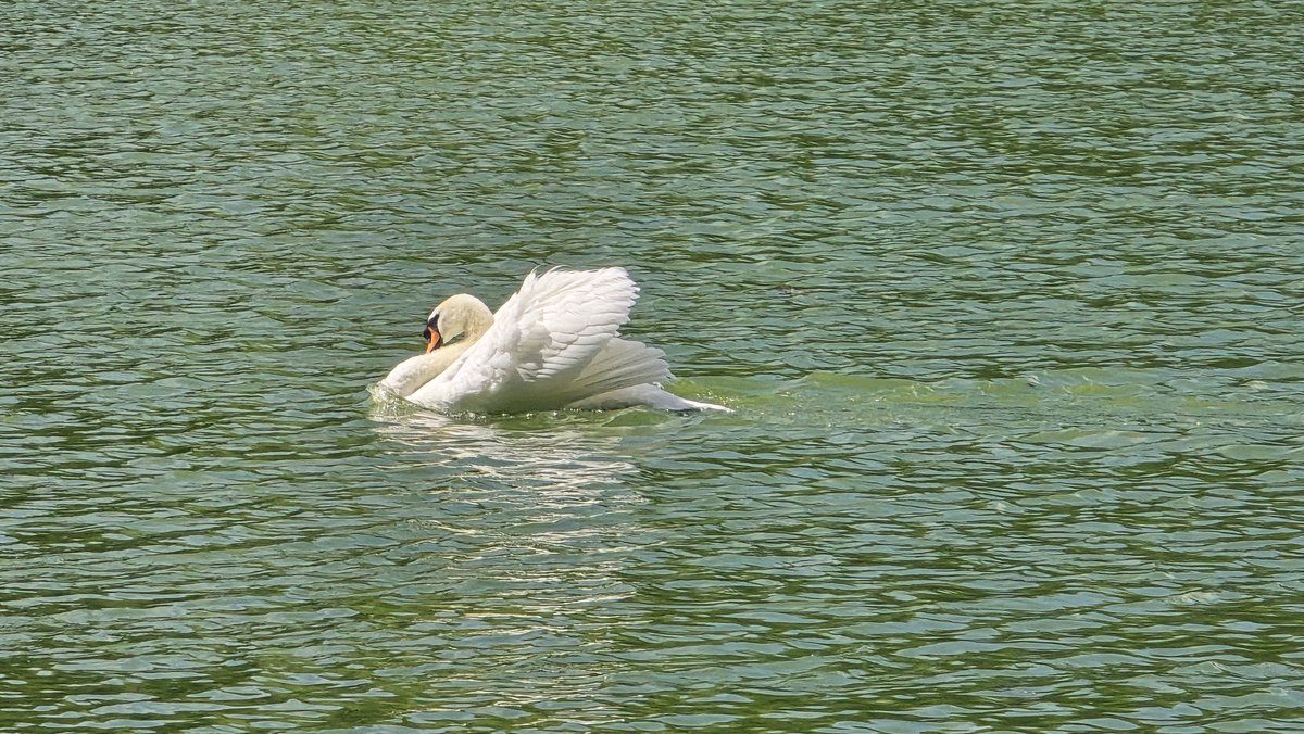 riesatori's tweet photo. Stourhead, National Trust.
https://t.co/4SBoBz42b8 https://t.co/Qrn3SgpycP