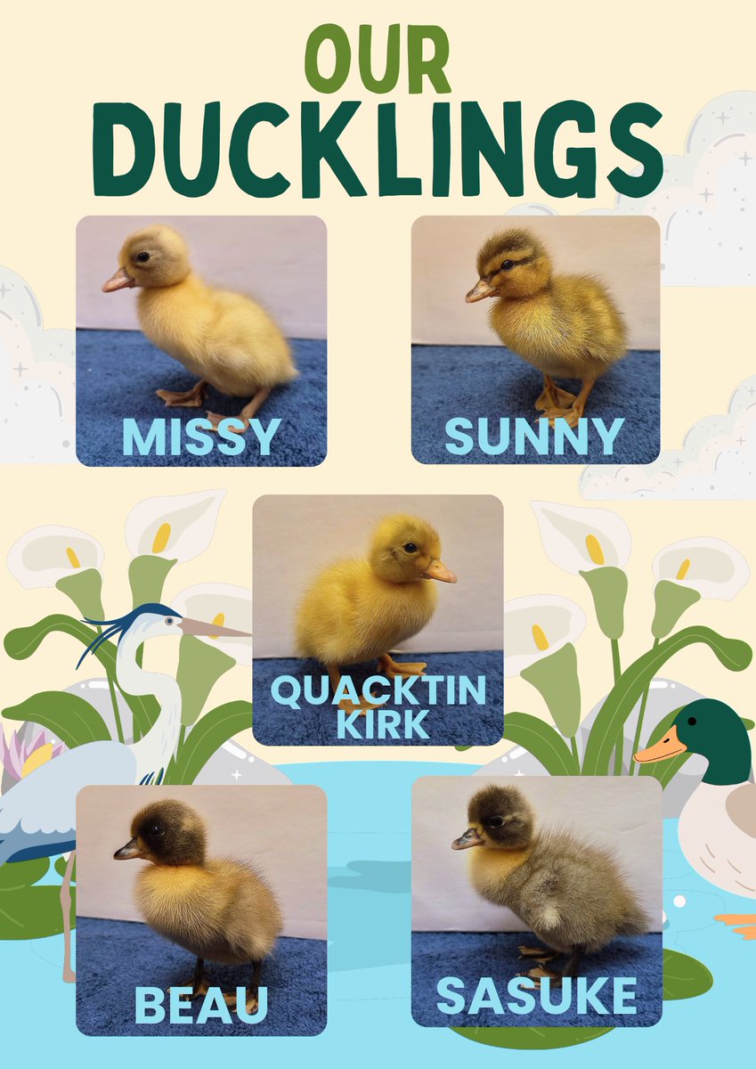 FairfaxSchool's tweet photo. Our adorable ducklings have been making themselves at home and even popping into pockets to say hello!
Meet Missy, Sunny, Quacktin Kirk, Beau and Sasuke.🦆🐥
#wearefairfax
@FFaxPrincipal https://t.co/3cvQYrZmtw