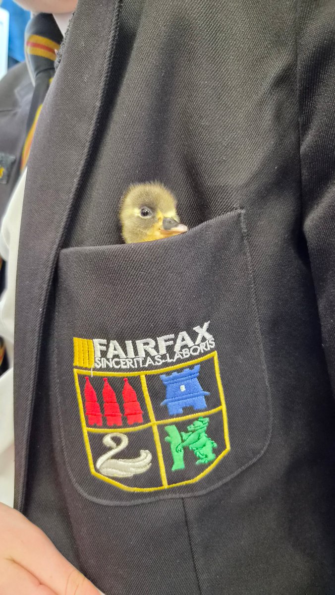 FairfaxSchool's tweet photo. Our adorable ducklings have been making themselves at home and even popping into pockets to say hello!
Meet Missy, Sunny, Quacktin Kirk, Beau and Sasuke.🦆🐥
#wearefairfax
@FFaxPrincipal https://t.co/3cvQYrZmtw