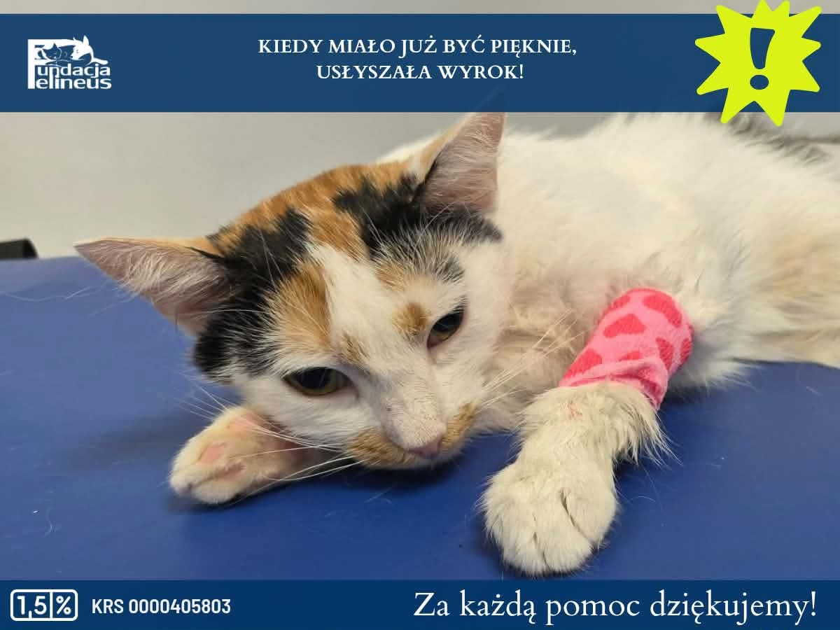 F_FELINEUS's tweet photo. 🐾💔 Kiedy wreszcie miała być szczęśliwa, usłyszała wyrok...

https://t.co/l38jRz6VPB

Poznajcie Malwę – młodą kotkę, która zamiast beztroskiego dzieciństwa walczyła każdego dnia o przetrwanie swoje i swoich kociąt. Gdy los w końcu się do niej uśmiechnął, trafiła wraz z dziećmi pod opiekę fundacji i po raz pierwszy zaznała bezpieczeństwa, przyszła kolejna tragedia.

Diagnoza: FIP.

Jeszcze kilka lat temu oznaczała wyrok śmierci. Dziś daje nadzieję, ale tylko pod warunkiem szybkiego i kosztownego leczenia.

Malwa ma szansę żyć. Ma szansę zobaczyć, jak jej dzieci znajdują kochające domy. Ma szansę sama poznać, czym jest prawdziwy dom, pełna miska i człowiek, który pokocha ją na zawsze.

Potrzebne jest jednak wsparcie. Każda złotówka przybliża ją do zdrowia, a każde udostępnienie pomaga dotrzeć do kolejnych osób o wielkich sercach. ❤️

👉 Wesprzyj Malwę: https://t.co/l38jRz6VPB

Nie pozwólmy, aby jej historia zakończyła się, zanim naprawdę zdążyła się zacząć. Razem możemy podarować jej szczęśliwe zakończenie. 🐱

#RatujemyMalwę #FIP #PomocDlaZwierząt #RatujemyZwierzaki #Koty #PomagamyRazem