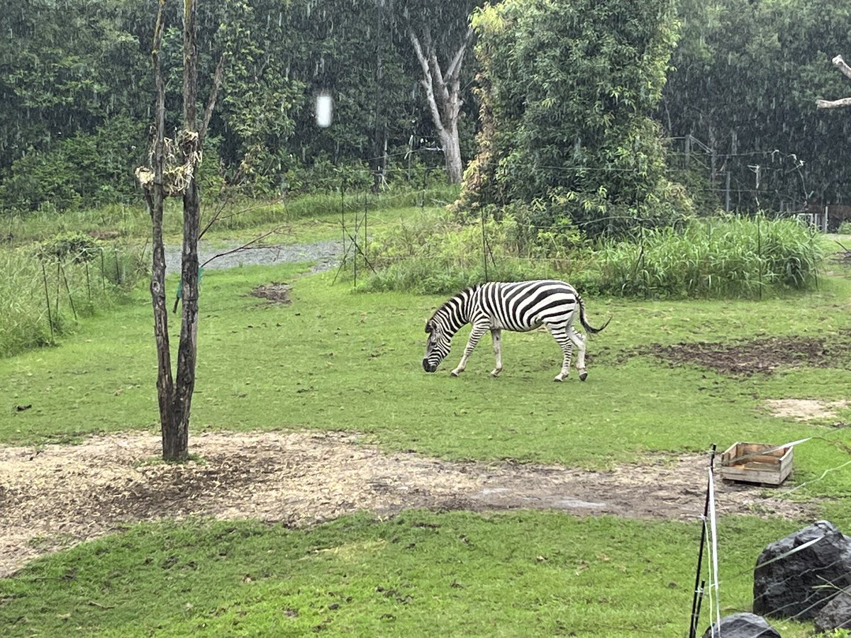 butsubutsu_tera's tweet photo. 思いつきで大雨の天王寺動物園へ。週末とは思えない人の少なさで、屋内の夜行性動物館やアイファーもガラガラ。
屋外の動物のうち、サバンナの動物達は庇のある場所へ避難。カバとワニはわざわざ雨を浴びるように陸へ顔を出し、シマウマ1頭だけが気にせず草を食べ続けていた。雨の動物園も楽しかった🦓 https://t.co/boNjPTGAIF